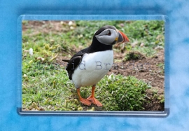 Puffin 2 magnet