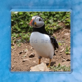Puffin 7 magnet